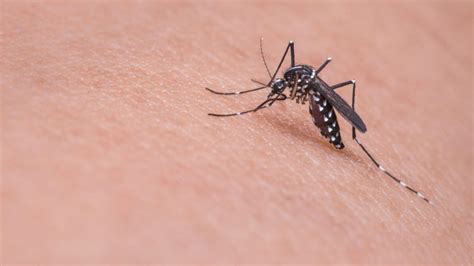 What Is Dengue Fever Am I At Risk And Can It Be Caught Through Sex