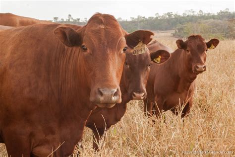 Arroba Do Boi Gordo Tem Alta Em Mato Grosso Associa O Bonsmara