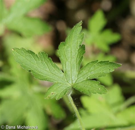 Geranium divaricatum kakost rozkladitý Pladias Databáze české