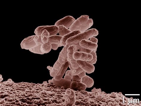 Interactions Between Drug And Host Boundless Microbiology