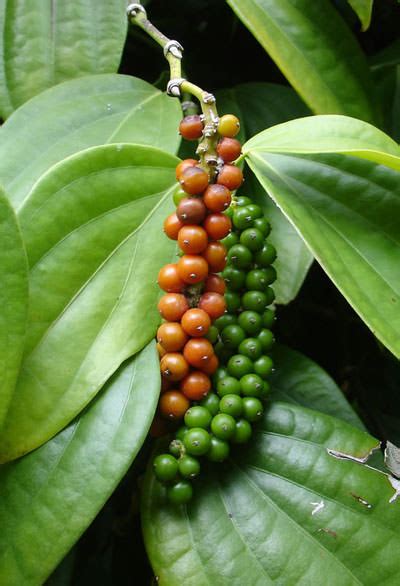 How To Grow Black Pepper Tips For Growing Black Pepper Plant