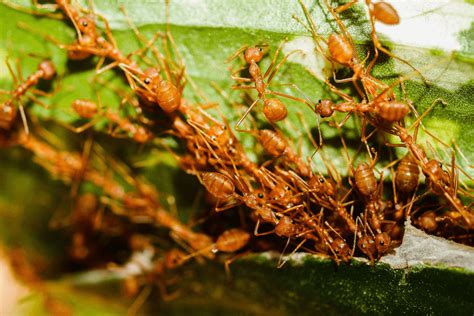 Explorando O Mundo Das Formigas Conhecimento Completo E Detalhado