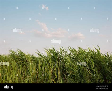 Grasses at Green Island, in Long Island, New York Stock Photo - Alamy