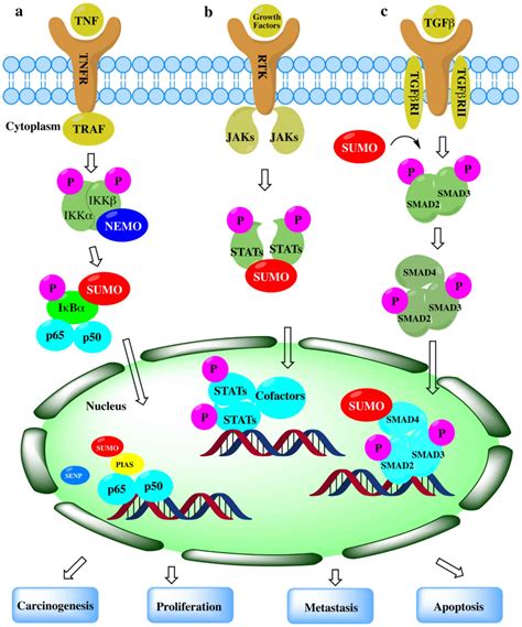 The Post Translational Modification SUMOylation And Cancer Review