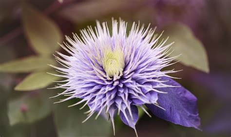 Fotos gratis naturaleza fotografía púrpura pétalo florecer