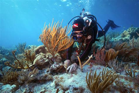 The Daunting Social Consequences of Neglecting Damages to Coral Reefs