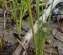 Sparganium Emersum Unbranched Bur Reed Minnesota Wildflowers