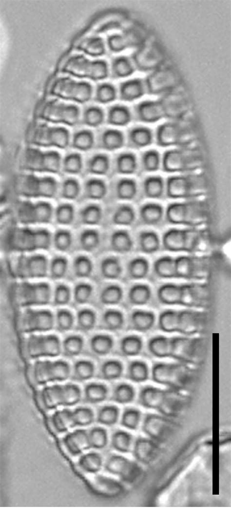 Image Image1 Jpeg Species Diatoms Of North America