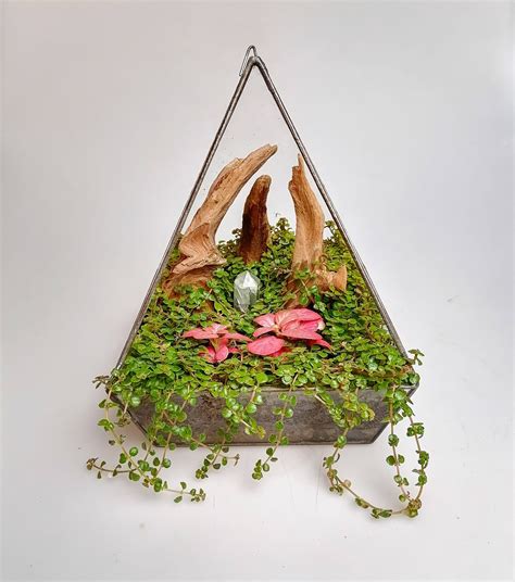 Флорариум "Кристалл" - Florariumplants
