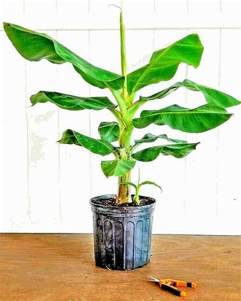 10 Wild Dwarf Cavendish Banana Tree Seeds Musa Acuminata