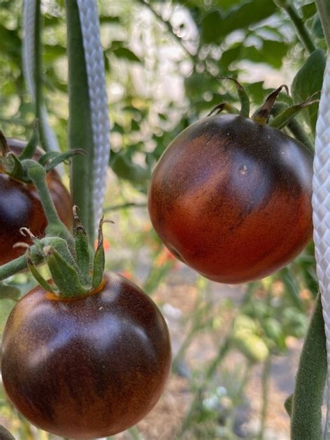 Tomate Blaue Ananas Bio Tomatensorte Samenfest