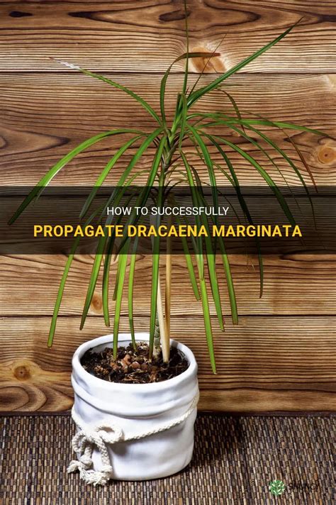 How To Successfully Propagate Dracaena Marginata Shuncy