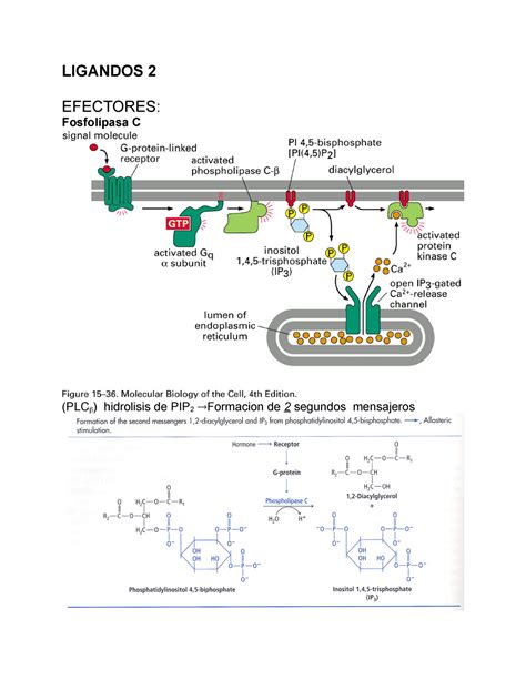 Ligandos 2 Apuntes 3 LIGANDOS 2 EFECTORES Fosfolipasa C PLC