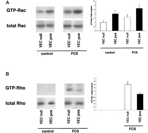 Figure 1 From VE Cadherin Regulates Endothelial Actin Activating Rac