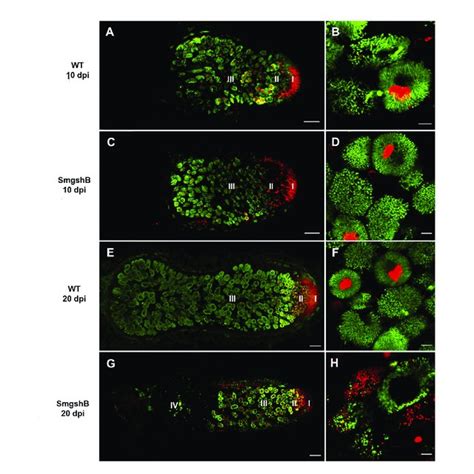 Physiological Analysis Of The Symbiosis Between Medicago Truncatula