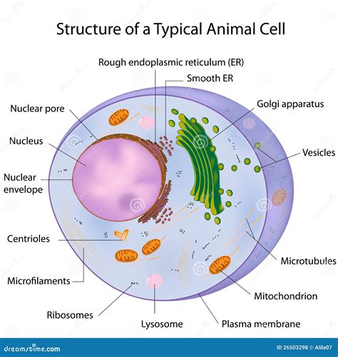 typical cell labeled royalty  stock  image