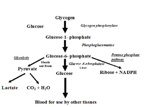 Glucose To Glycogen Pathway