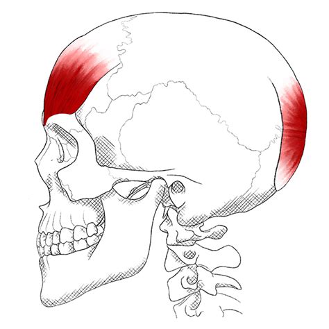 Musculo Occipitofrontal