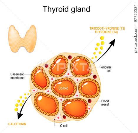 Thyroid Gland Anatomy And Physiology Stock Illustration