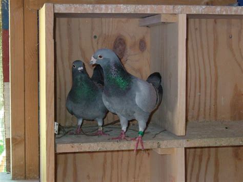 Pigeon Racing Essentials Winning Pigeon Racing And Racing Pigeons