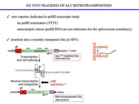 Fifty Years Of Reverse Transcriptase Thierry Heidmann Retroelements