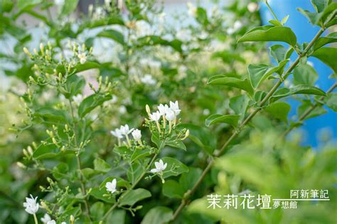 茉莉花壇夢想館 花壇農會把75年老穀倉轉變全台唯一茉莉花主題館。