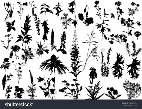 Illustration Wild Flowers Silhouettes Isolated On Stock Vector (Royalty ...