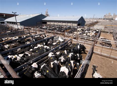 Old Holding Pens For Cattle