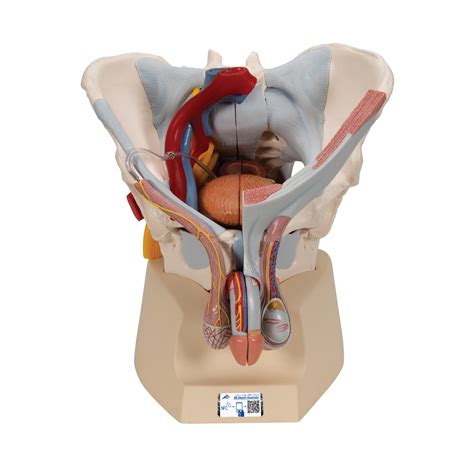 Layers Of Skeletal Muscle On Pelvic Floor | Viewfloor.co