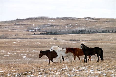 Feral Horse Stock Photos, Pictures & Royalty-Free Images - iStock