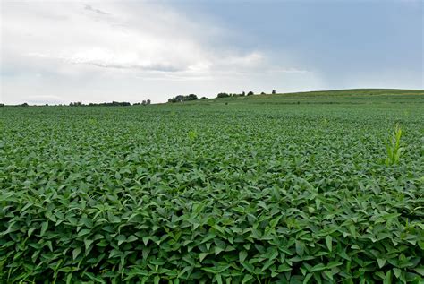 Soybeans0103 Soybeans Grow On Maggie Mcquowns Farm Near Flickr