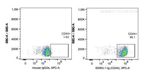 Cd44 Antibody 65063 1 Ig Proteintech