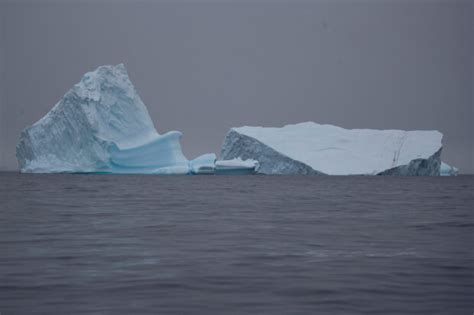 Bird Flu Detected In Antarctica Region For First Time Inquirer News