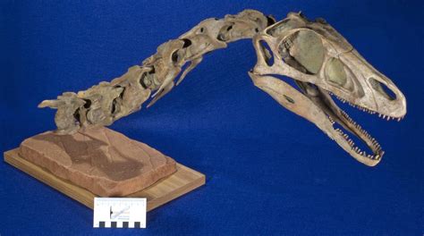 WitmerLab Dinosaur Skull Collection: Falcarius