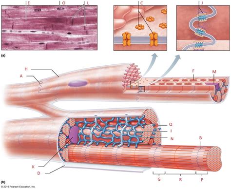 Cardiac Muscle Histology Diagram Quizlet