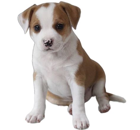 Pit Bull Chihuahua Mix - Dog Breed Guide