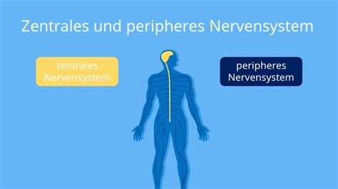 Nervensystem Mensch Aufbau Und Unterteilung Mit Video