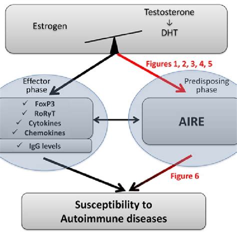 Schematic Representation Of Sexual Hormone Crosstalk Effect On Download Scientific Diagram