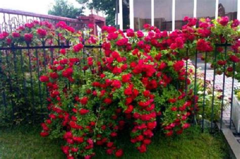 Плетистая роза "Фламентанц" (описание сорта, отзывы, уход, посадка, фото)