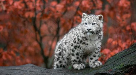 Wallpaper Animals Rock Winter Wildlife Big Cats Wilderness