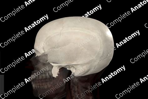 Bones of Neurocranium | Complete Anatomy