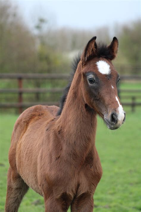 Le Haras Des Coudrettes Naos Star Hdc