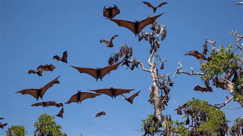 Kalong Island | Mysterious Home of the Bats | Hello Flores