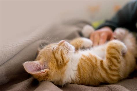 Cute Ginger Cat Lying In Bed Fluffy Pet Is Gazing Curiously Stock