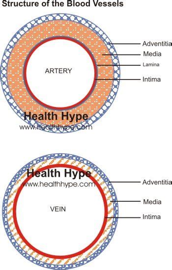 Blood Vessels (Artery, Vein) Structure, Function, Inflammation ...