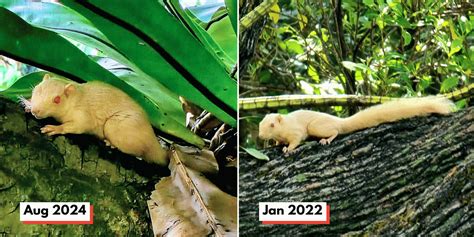 Woman thrilled to spot rare albino squirrel in Ang Mo Kio again after 2 ...