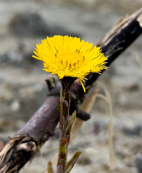 Colt S Foot From Syddjurs Midtjylland Denmark On March At