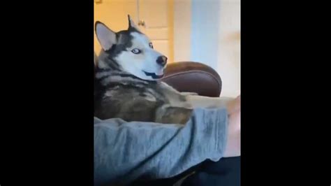 Husky Dramatically Demands Hooman To Pet It In Hilarious Video Watch