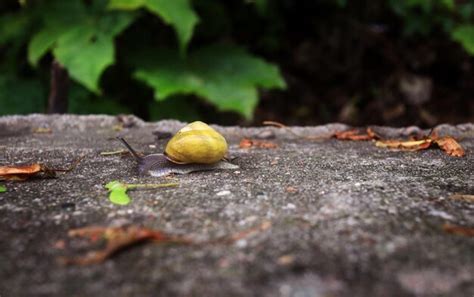 Premium Photo | Small snail in garden