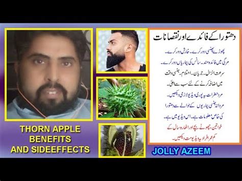 Dathura Kay Fayday Aor Nuqsanat Thorn Apple Datura Stramonium Benefits